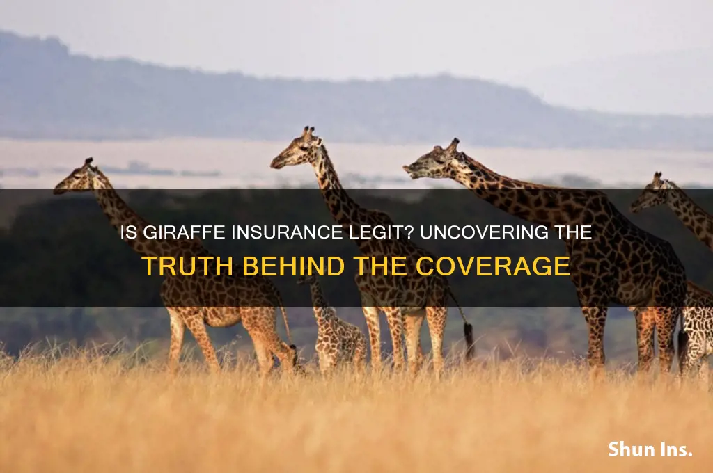 is giraffe insurance legit