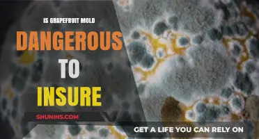 Grapefruit Mold: Health Risks and Insurance Implications Explained