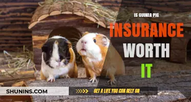 Guinea Pig Insurance: Worth the Cost?