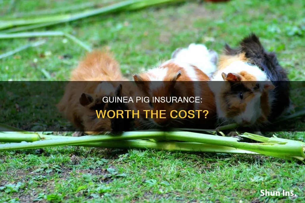 is guinea pig insurance worth it
