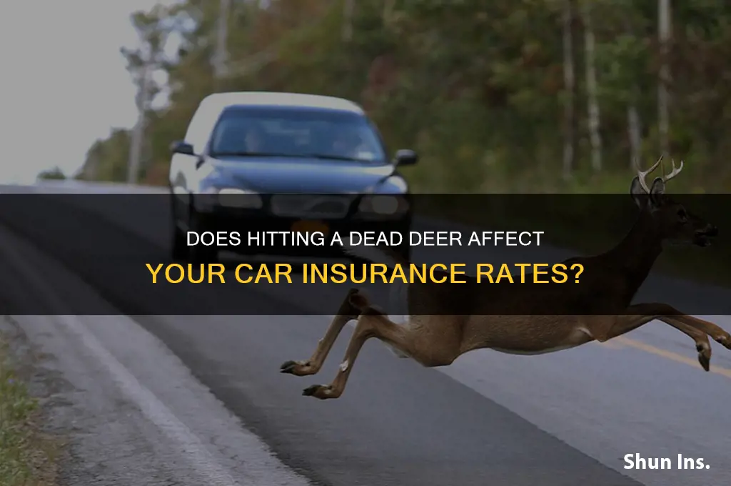 is hitting a dead deer increase insurance