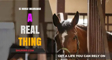 Is Horse Insurance Real? Exploring Coverage for Your Equine Companion