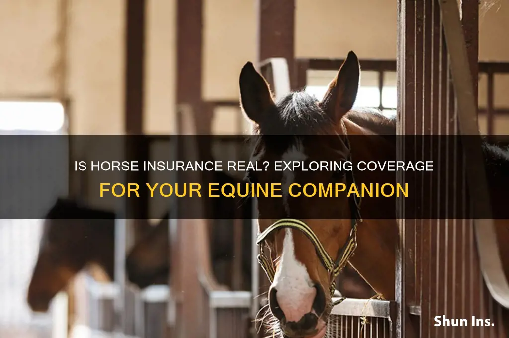 is horse insurance a real thing