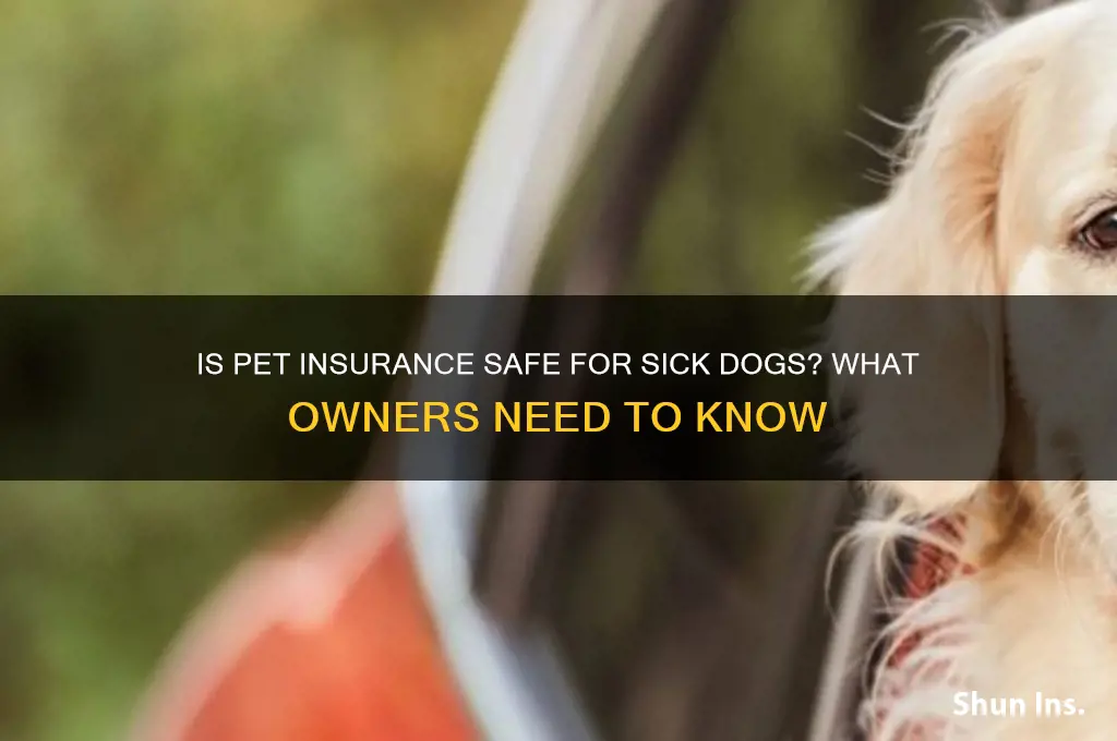 is it safe to give sick dogs insure