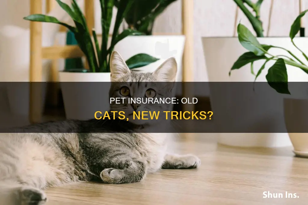 is it worth insuring an old cat