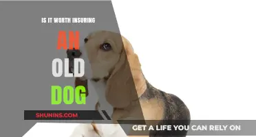 Pet Insurance: Is It Worth the Cost for Older Dogs?