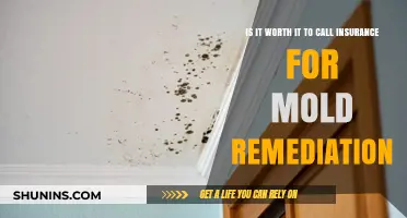 Mold Remediation: Is Insurance Claim Worth the Hassle?