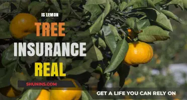 Is Lemon Tree Insurance Legitimate? Uncovering the Truth Behind the Policy