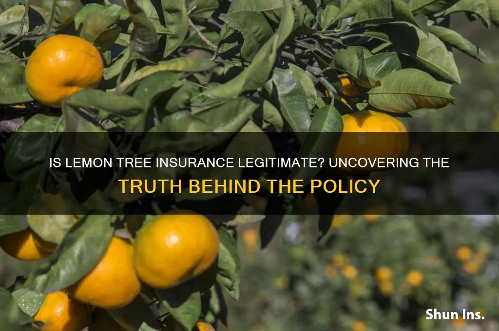 is lemon tree insurance real