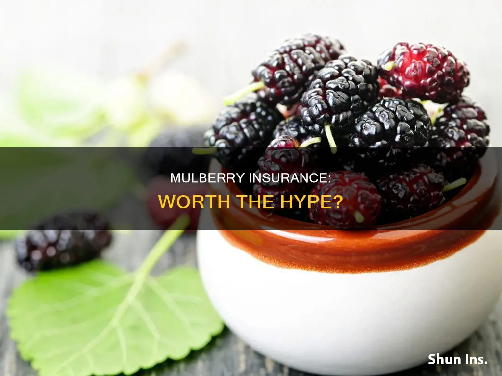 is mulberry insurance worth it