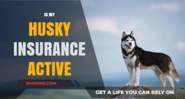 Is My Husky Insurance Active? How to Verify Your Policy Status