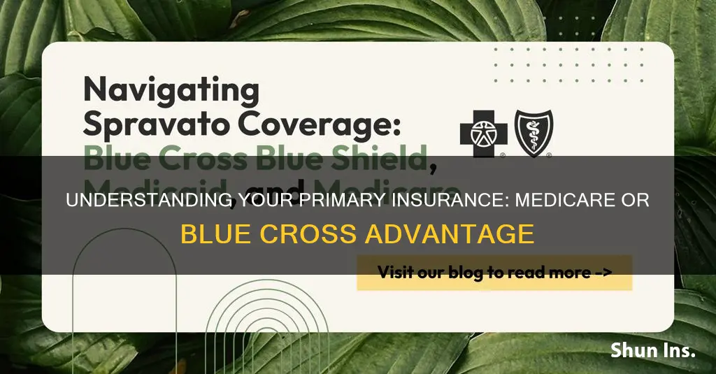 is my primary insurance medicare or blue cross advantage hmo