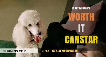 Pet Insurance: Is It Worth the Cost?