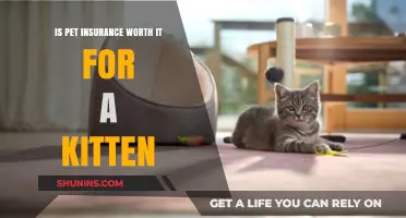 Pet Insurance: Necessary for Your Kitten's Health?