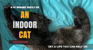 Pet Insurance for Indoor Cats: Is It Worth the Cost?
