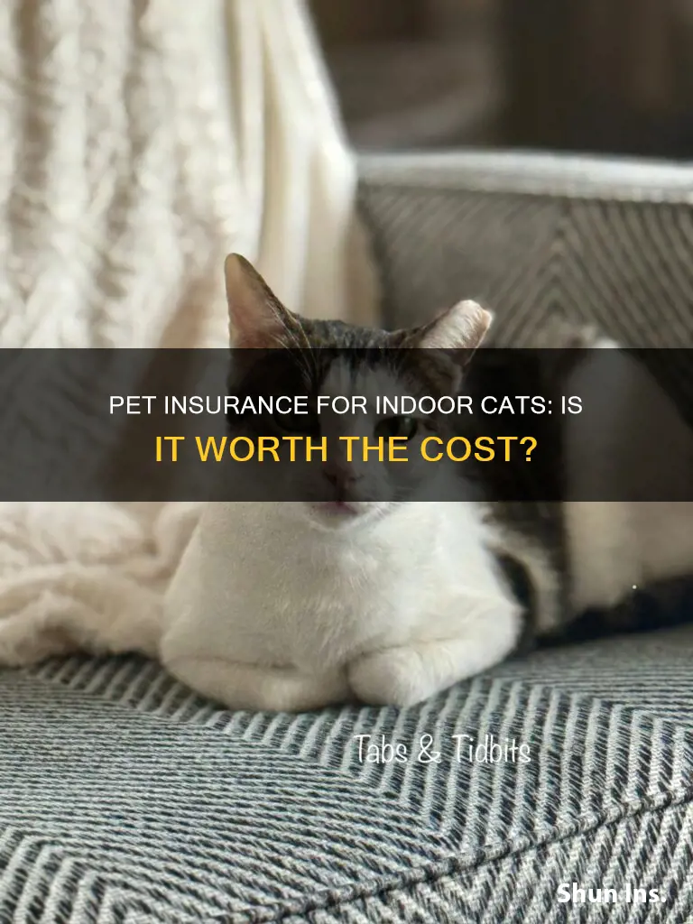 is pet insurance worth it for an indoor cat