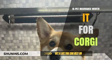 Corgi Pet Insurance: Is It Worth the Cost?
