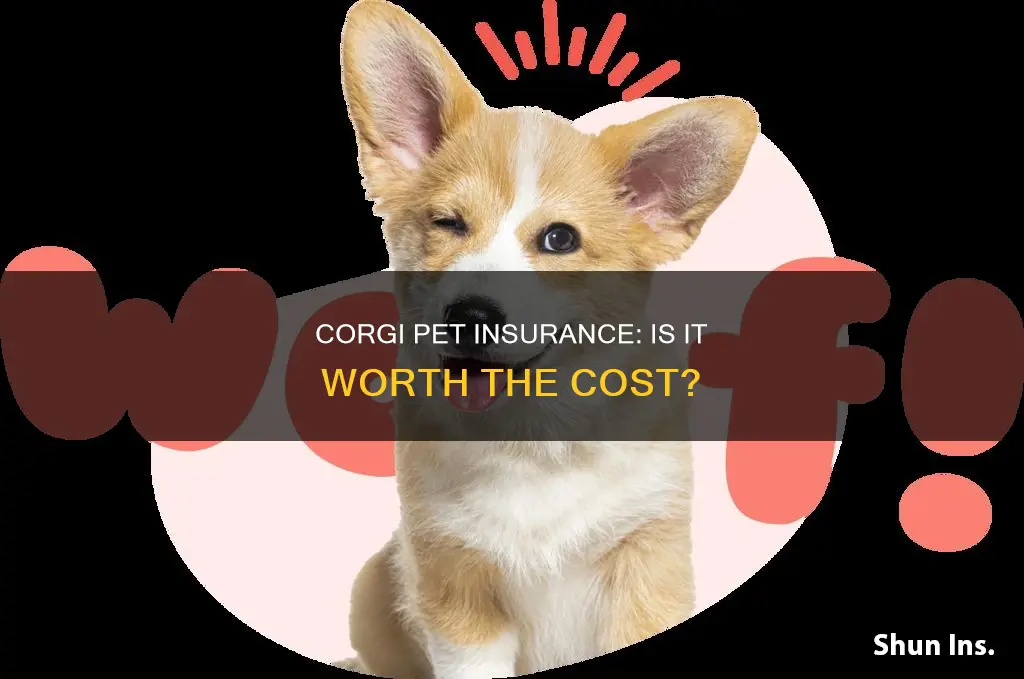 is pet insurance worth it for corgi