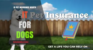 Pet Insurance: A Smart Investment for Dog Owners?