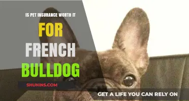 Pet Insurance for French Bulldogs: Is It Necessary?