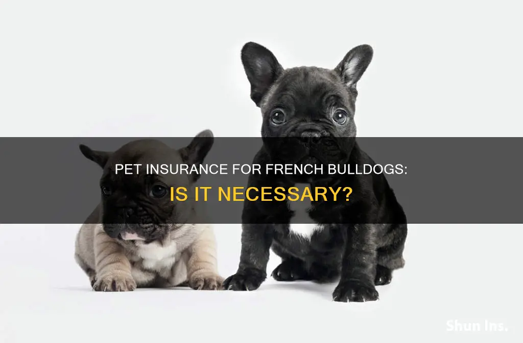 is pet insurance worth it for french bulldog