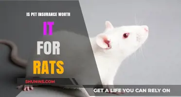 Pet Insurance for Rats: Is It Worth the Cost?