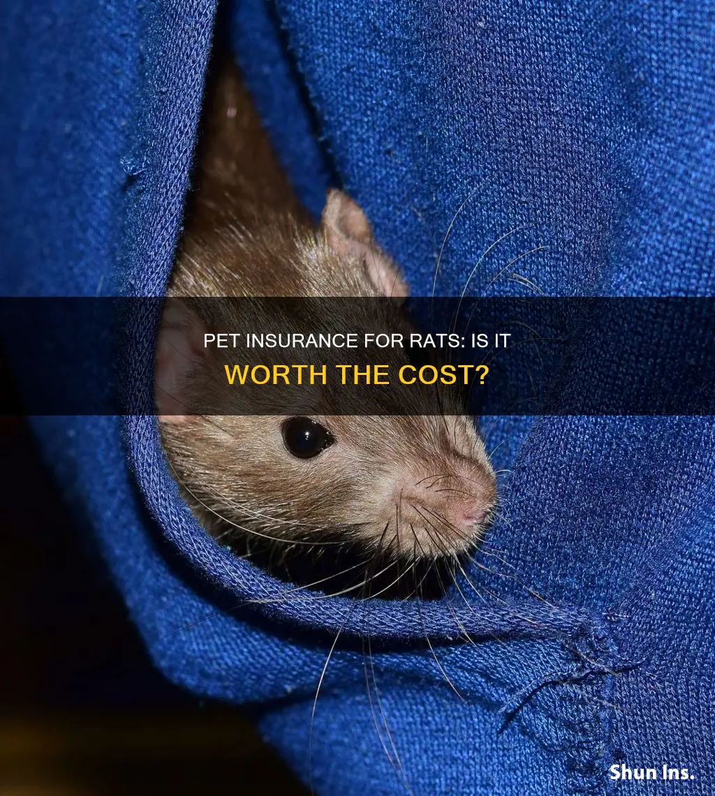 is pet insurance worth it for rats