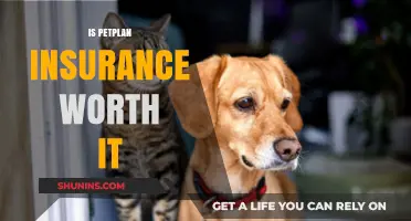 Petplan Insurance: Is It Worth the Cost?