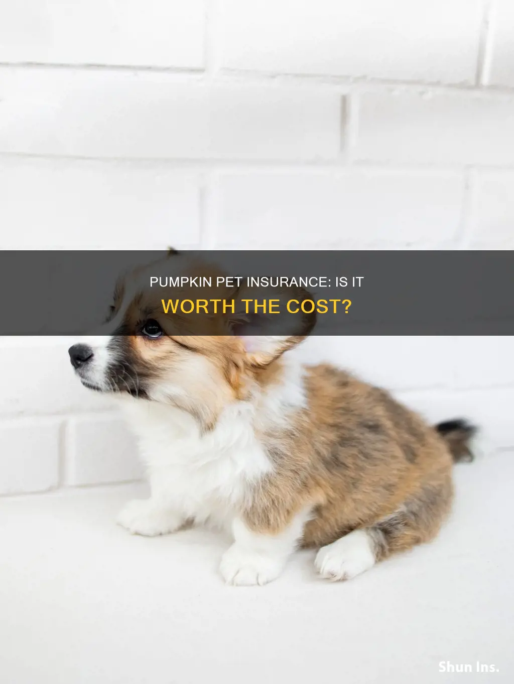 is pumpkin pet insurance worth it