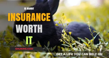 Rabbit Insurance: Is It Worth the Cost?