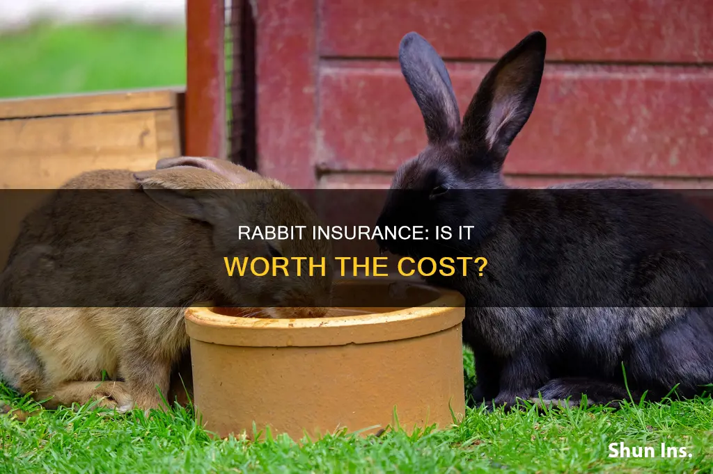is rabbit insurance worth it