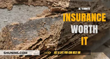 Termite Insurance: Worth the Cost?