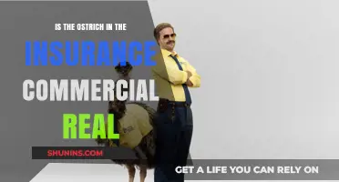 Ostrich Insurance Commercials: Real or Not?
