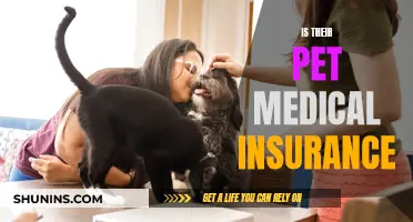 Pet Medical Insurance: What You Need to Know