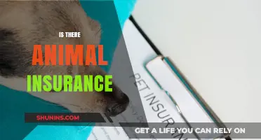 Pet Insurance: Protecting Your Furry Friends