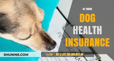 Protecting Your Furry Friend: The Ins and Outs of Dog Health Insurance