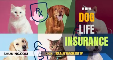 Dog Life Insurance: Is It Worth the Cost?