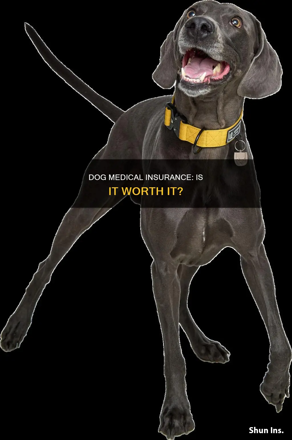 is there dog medical insurance