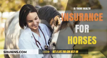 Exploring Health Insurance Options for Equine Companions