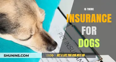 Dog Insurance: What You Need to Know