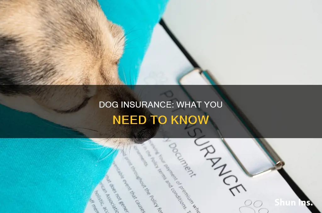 is there insurance for dogs