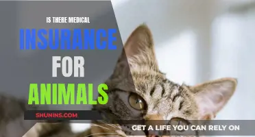 Pet Insurance: Medical Coverage for Your Furry Friends