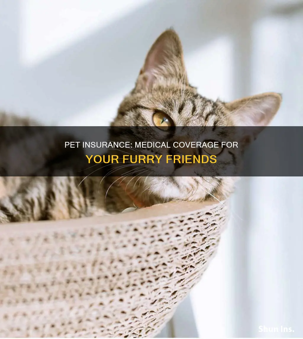is there medical insurance for animals