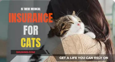 Pet Insurance: Medical Cover for Cats