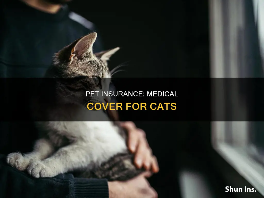 is there medical insurance for cats