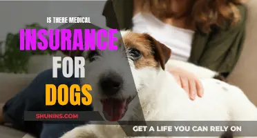 Dog Medical Insurance: What You Need to Know