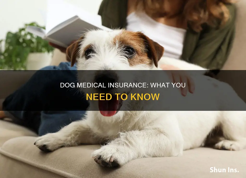 is there medical insurance for dogs