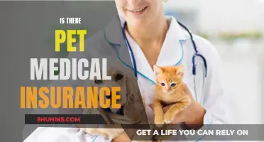 Pet Medical Insurance: Is It Worth the Cost?