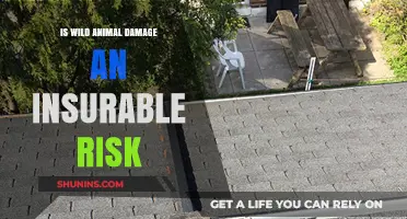 Wild Animal Damage: Is Your Property Insured?