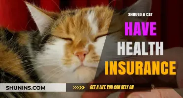Should Your Cat Have Health Insurance? Pros, Cons, and Costs